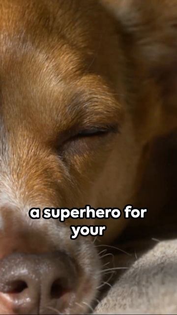 The Third Eyelid: A Canine Revelation #shorts #reels смотреть онлайн