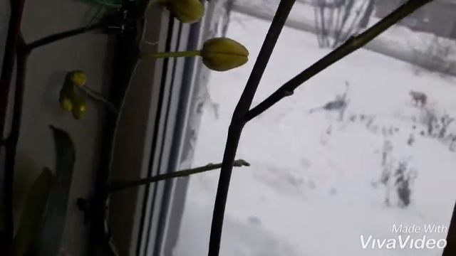 Орхидеи мои красавицы смотреть онлайн