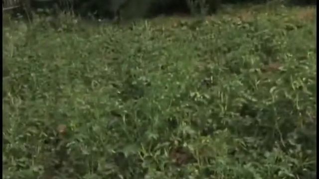 Весёлый урожай😎 смотреть онлайн