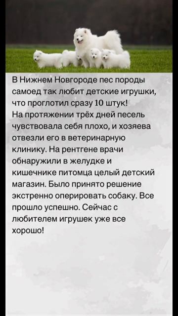 Новости из мира животных! Самоед и игрушки #рекомендации #животные #новости