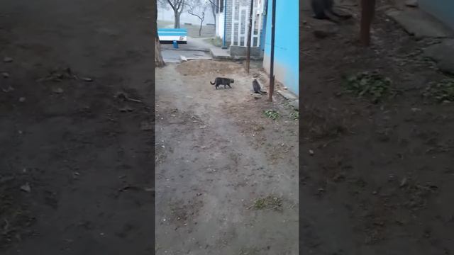 Смешные кошки,коты-чудаки🐈😅 смотреть онлайн