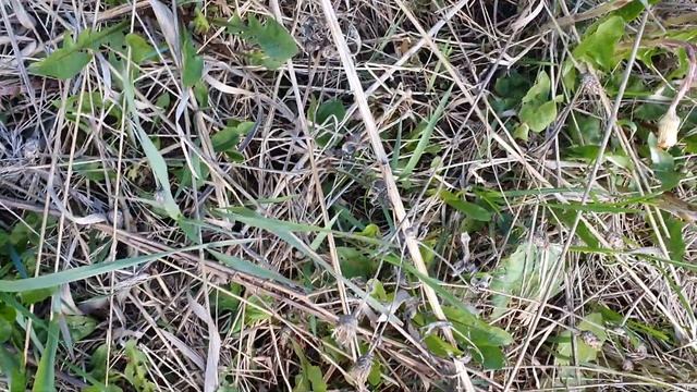 Собирает целебные травы сурепку и мать и мачеху смотреть онлайн