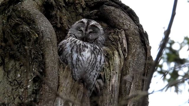 Naminė pelėda / Strix aluco / Tawny Owl / Обыкновенная неясыть смотреть онлайн