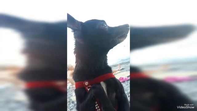 Bambi Friend Dog Toy Terrier 🐾той-терьер Бэмби🐾в память о тебе любимый друг смотреть онлайн
