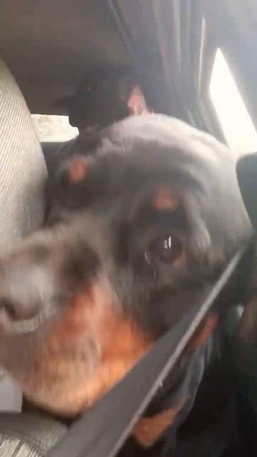 Дорога домой❤️🔥 #смешноевидео #доберман #ротвейлер #мальтипу #семья #dog #собаки смотреть онлайн