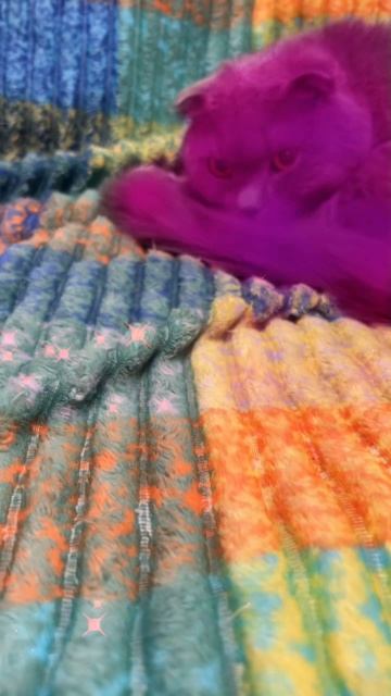 🔴КОТ СМОКИ🔴 смотреть онлайн