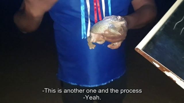 Bufo alvarius 5meodmt ceremonie. Collect sustainable смотреть онлайн