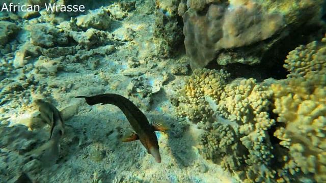 African wrasse (Coris cuvieri) followed by Long-barbel goatfish (Parupeneus macronemus) (4K) смотреть онлайн