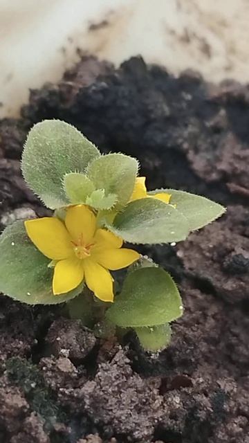 Лизимахия: темный лист жёлтый цветок! Красивое сочетание!!! смотреть онлайн