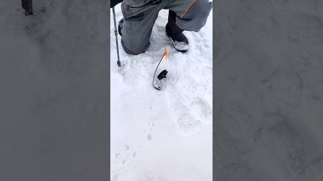 лопнула в лунке огромная щука #fishing смотреть онлайн