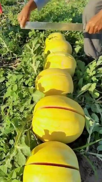 Ada Buah Semangka Dengan Kulit Warna Kuning