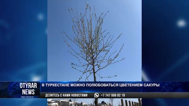 В Туркестане можно полюбоваться цветением сакуры смотреть онлайн