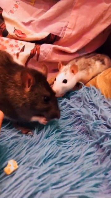 первое видео с крысками💗