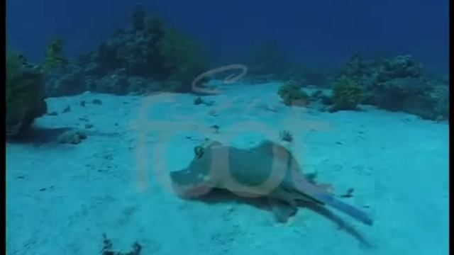 Stingray on "SeaFoot" canal смотреть онлайн