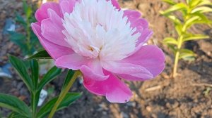 Пион Gay Paree (Auten, 1933, США) 02 июля 2024 от Нестерова