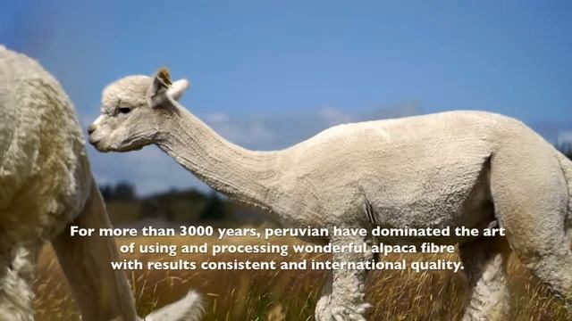 Sumaq Alpaca Rugs - Made in Peru смотреть онлайн