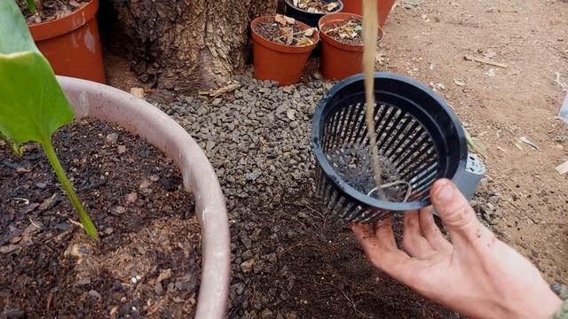 How to do Kratky Hydroponics - Build & Transplanting Pepper Seedlings! смотреть онлайн