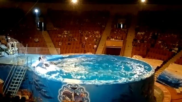 Черноморские дельфины в Караганде 9