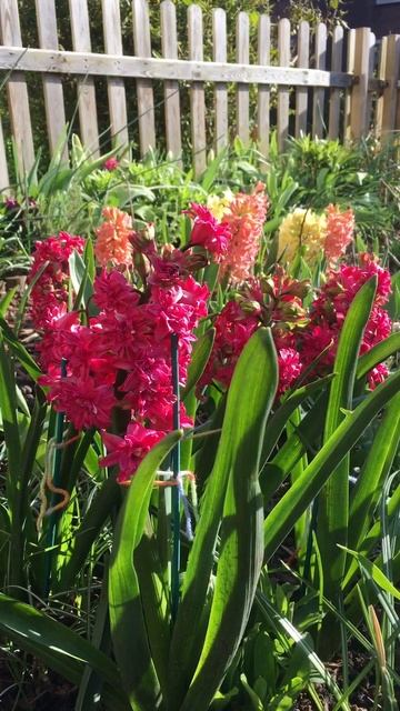 Bloembollen in bloei #tuinieren #tuin #bloembollen смотреть онлайн