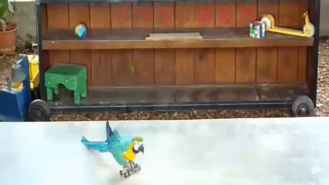 ПОПУГАЙ  ШОУ