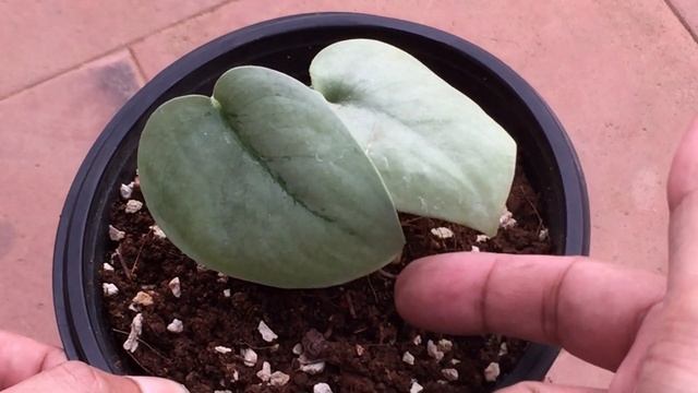 SCINDAPSUS PLATINUM SILVER HERO