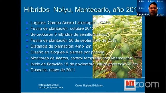 MAMÓN: Variedades. Cómo evitar problemas de Fitotoxicidad.(Tercera Parte) смотреть онлайн