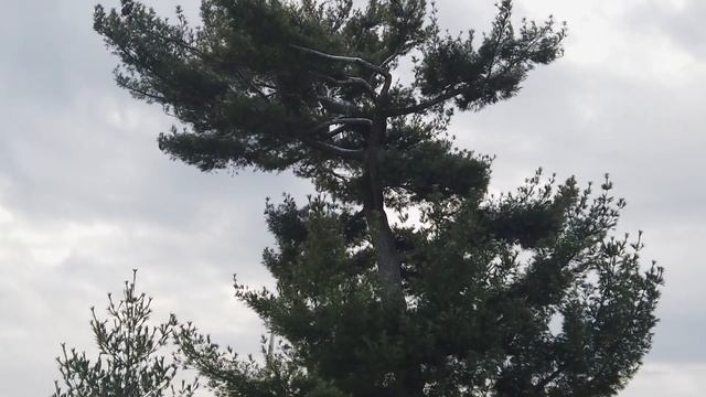 Evergreens at Arlington National Cemetery