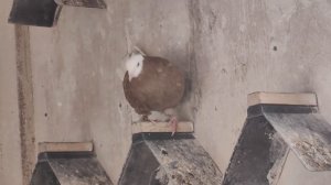 Открытие сезона 2025.   petal_20250221_141212.mp4