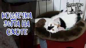 Кошечка Зита на охоте #охота #кошка #мышь