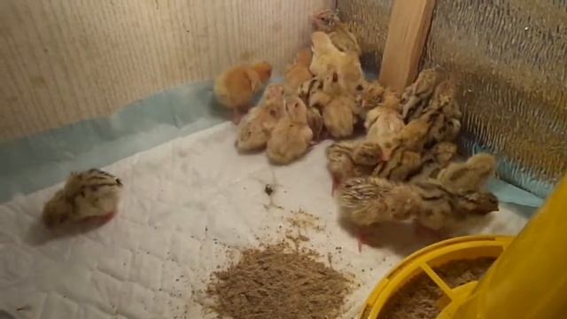 Перепелята 2-й день жизни смотреть онлайн