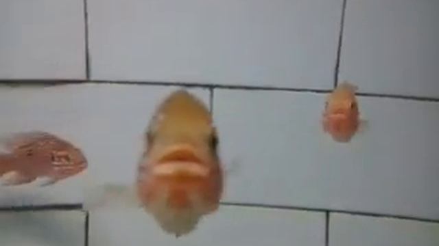JUEL SIKLID FISH смотреть онлайн