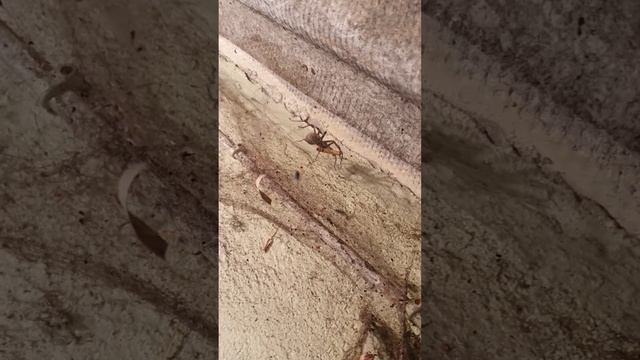 Tube Web Spider смотреть онлайн