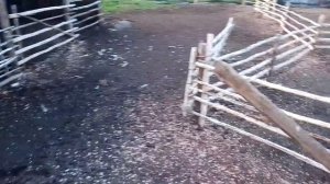 Раскол для овец.