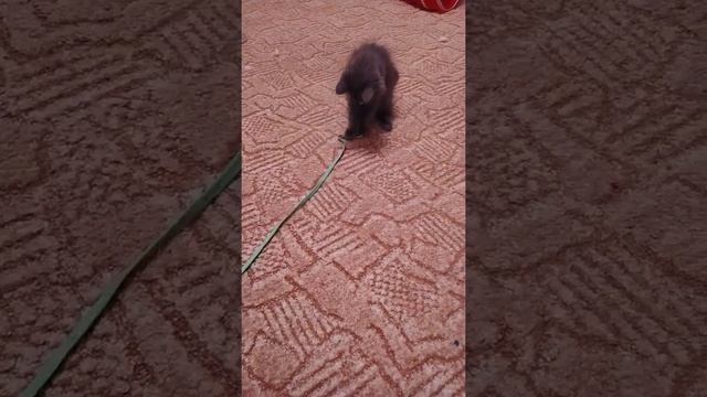 Котята знакомиться с квартирой груша и Вася первые котята!😆 смотреть онлайн