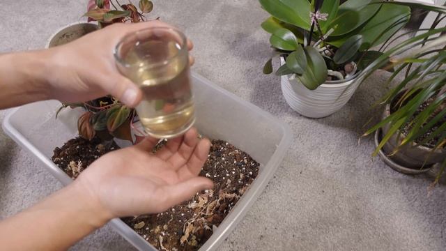 Repotting and Propagating My Philodendron Micans смотреть онлайн