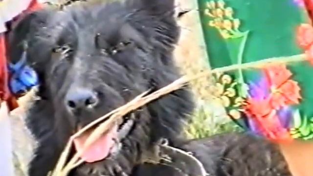 с. Брезница / На жътва - част III смотреть онлайн