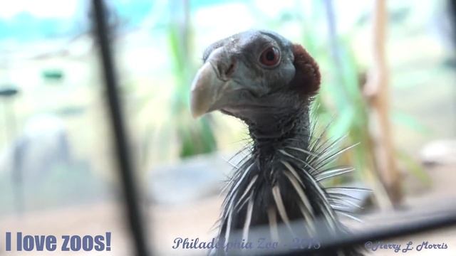 Philadelphia Zoo Vulturine Guinea Fowl Closeups смотреть онлайн