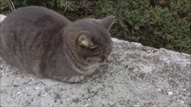 Симеиз  Прогулка (часть-2  Продолжение)