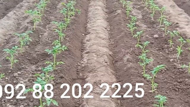 23 руза помидорхоро коридем .