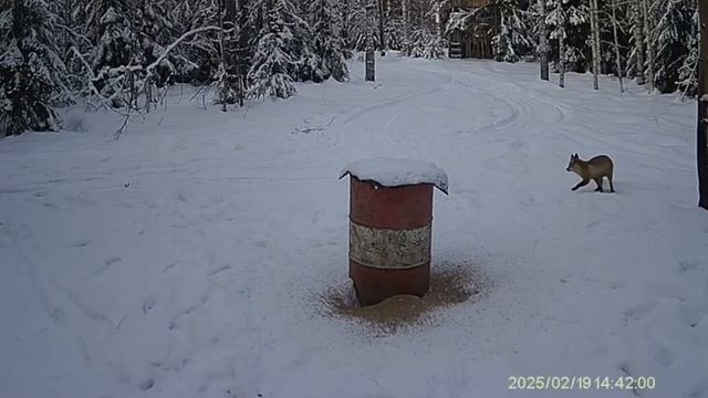 Пришла красавица!🦊 смотреть онлайн