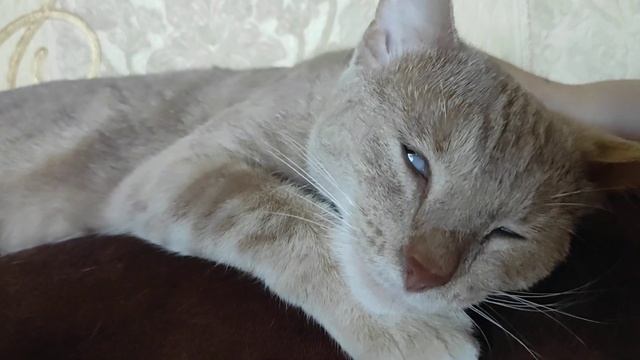 Кот спит с открытыми глазами смотреть онлайн