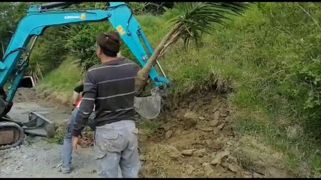 Cum am mutat un copac Yuca picior de elefant la 50 km❓Cum am plantat Yuca❓Relocare arbore.