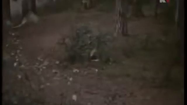 Тайна зеленого бора (1960) фильм смотреть онлайн