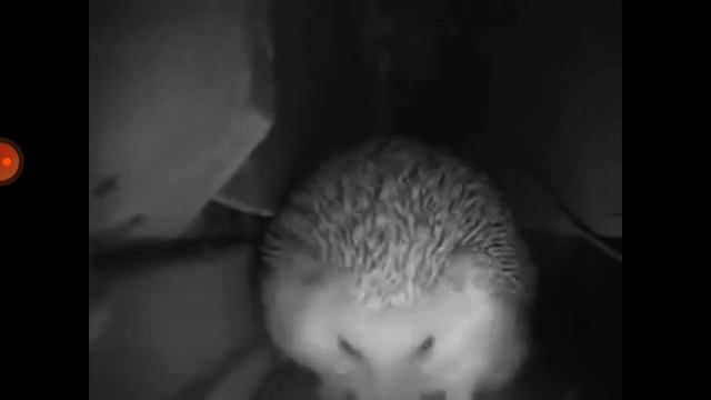 чих пук смотреть онлайн