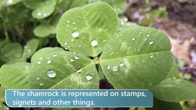 45 Shamrock смотреть онлайн