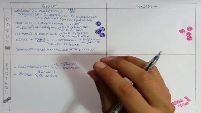 Bacterias: Cocos Bacilos GRAM +/- смотреть онлайн