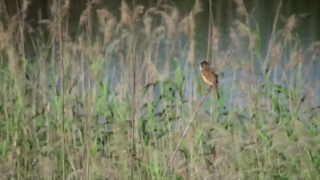 Rousserolle turdoïde (Acrocephalus arundinaceus) Great Reed-warbler смотреть онлайн