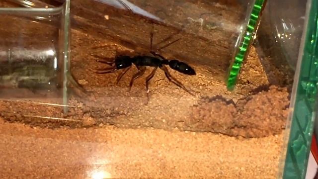 Harpegnathos Venator Hunting