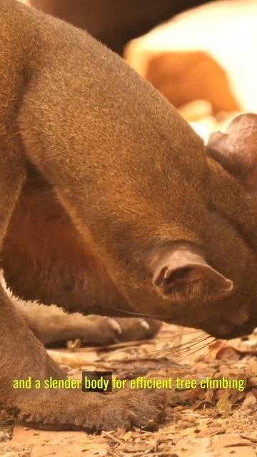 The Fierce Fossa 🐆