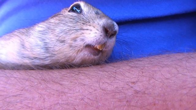 ardilla richardson españa смотреть онлайн